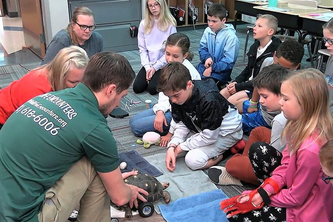 Prairie Queen club tests wheel system for injured tortoise-p1
